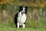 BORDER COLLIE 1340